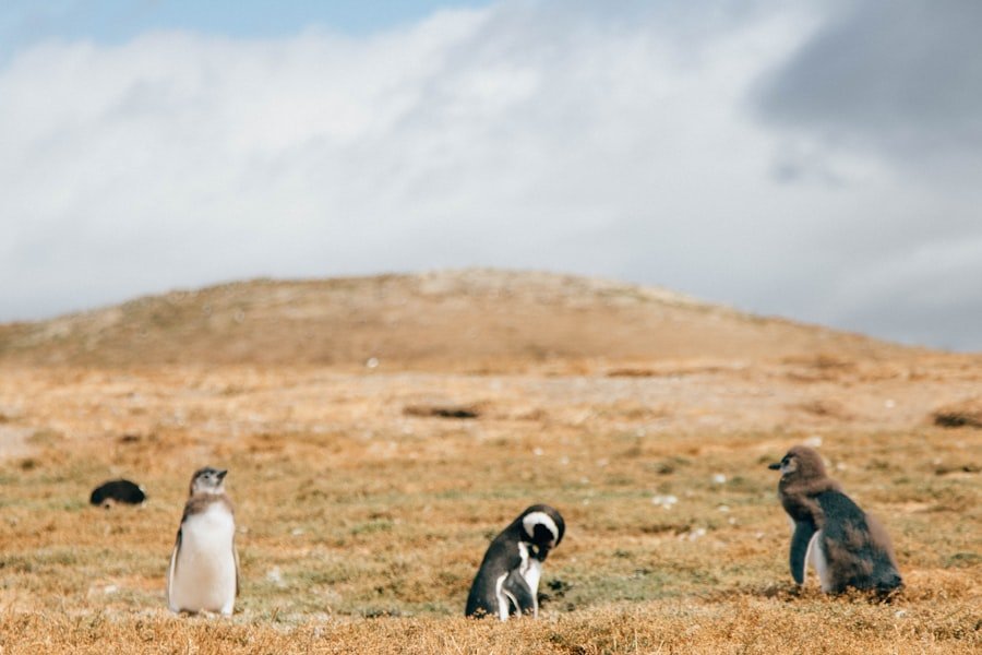 Penguin colony