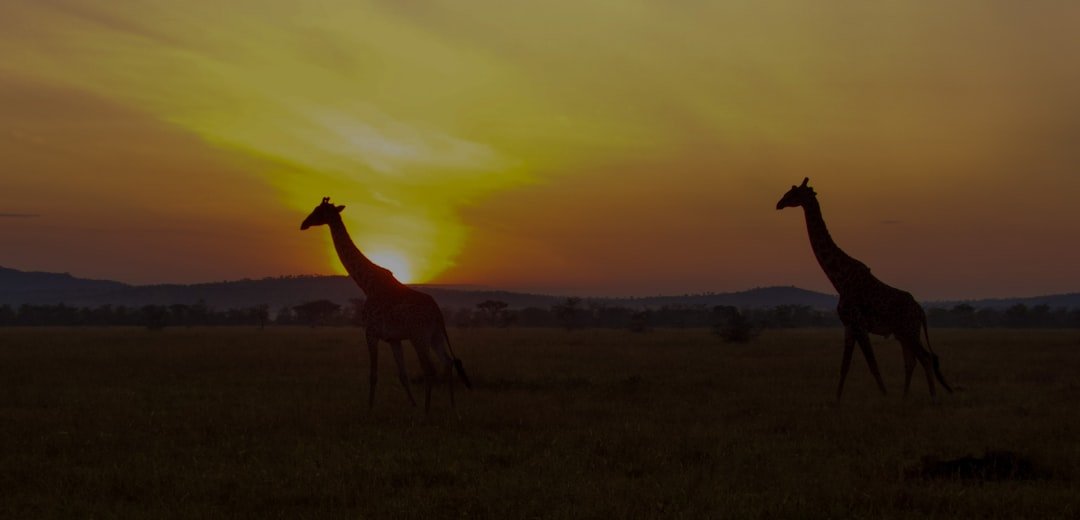 Photo Serengeti Safari