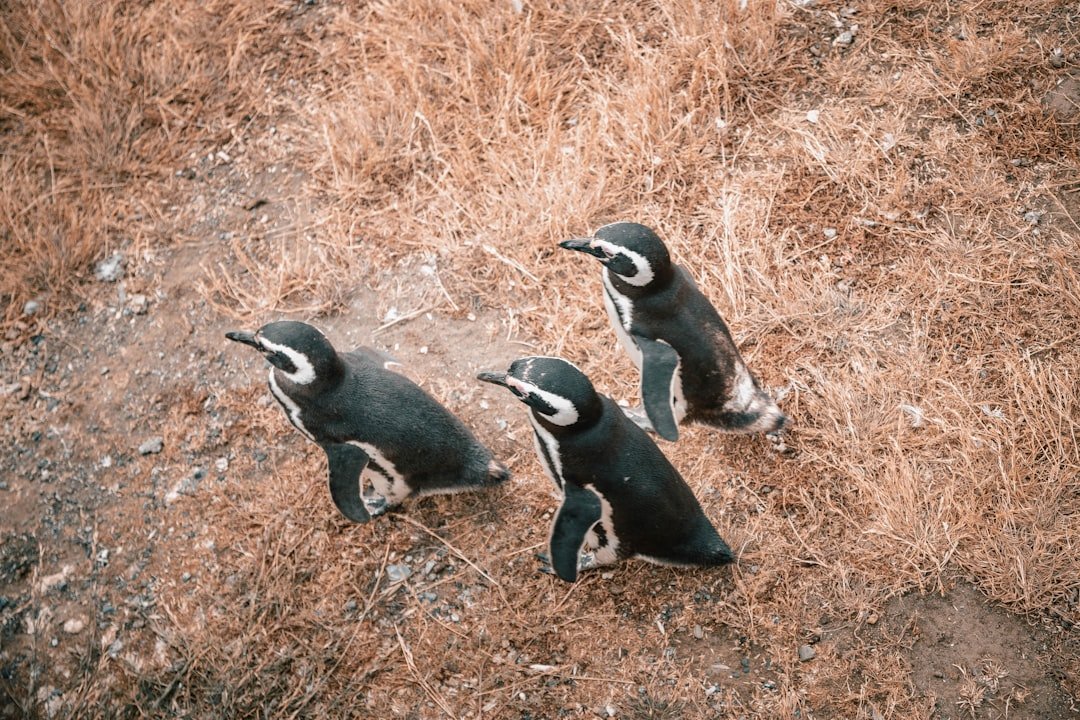Photo Penguin colony