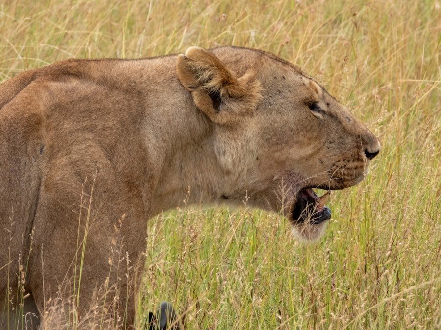 Photo Serengeti Safari