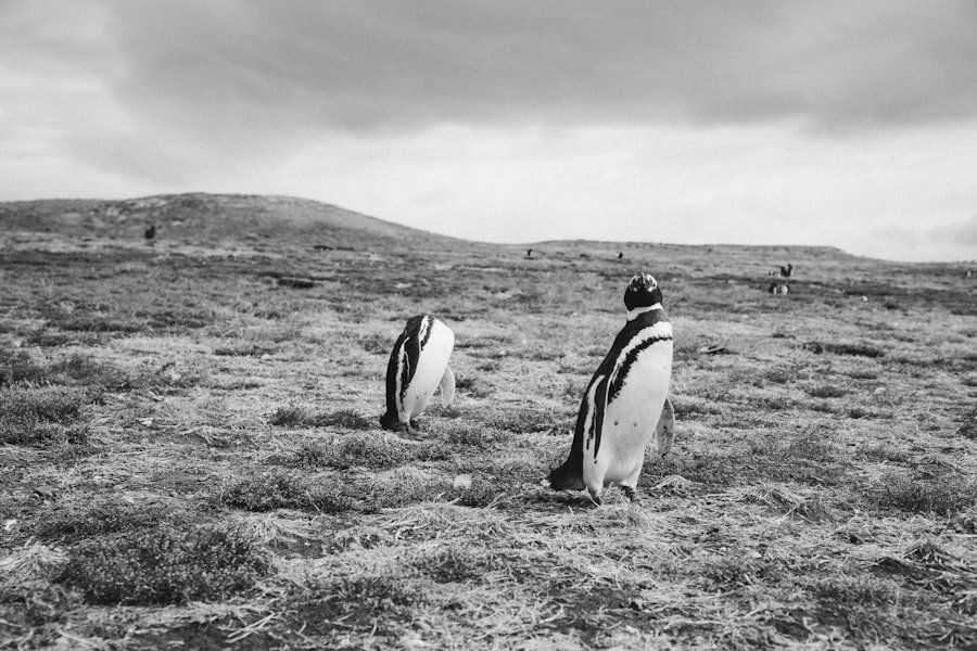 Photo Penguin colony